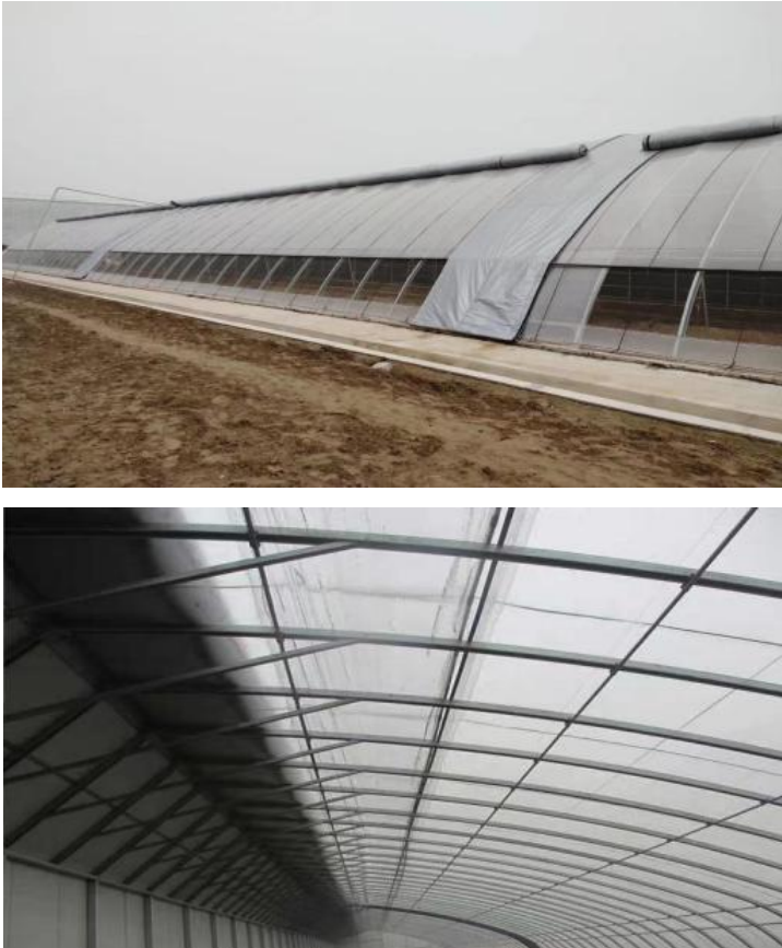 连栋薄膜温室