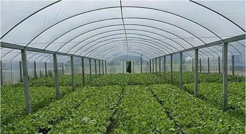 砖墙日光温室大棚